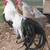 Show Hens 2 thumbnail
