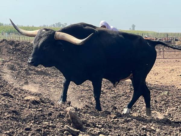 Horned Cattle  Some Big Racks & Water Buffalo Bulls 1