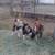 Spotted boer bucklings 1 thumbnail