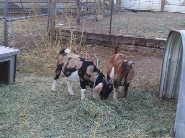 Spotted boer bucklings 1