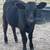 Heifer 1 thumbnail