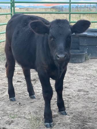 Heifer 1