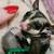 Sugar Gliders 3 thumbnail