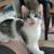 12 Week Old Male Kitten, Lovingly Raised 1 thumbnail