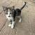 8 week old kittens 8 thumbnail