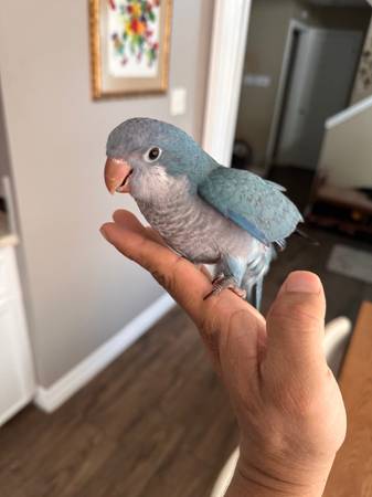 Baby Blue Quaker (Houston)63859317698051124