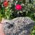 Coturnix Quail (Pearl) 2 thumbnail