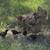 Chicks 1 thumbnail