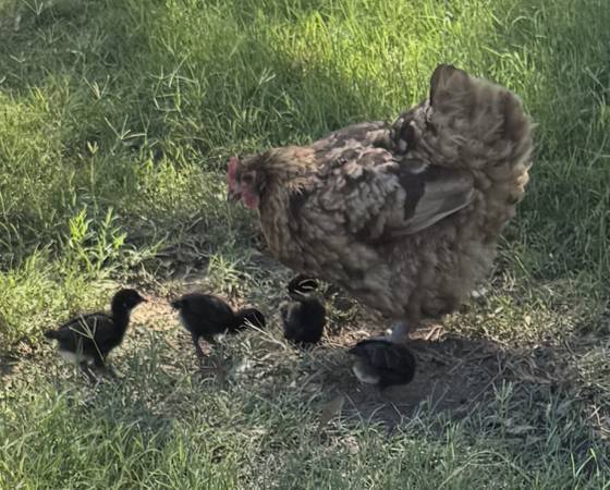 Chicks 1