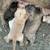 Lab puppies x 1 thumbnail