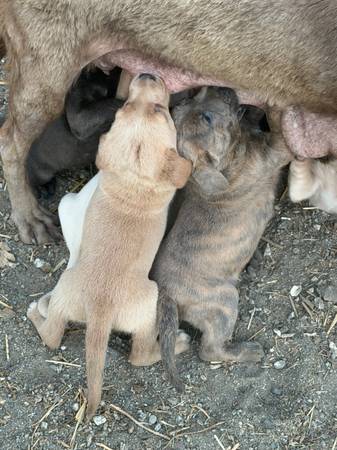 Lab puppies x 1