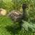 Emu 2 thumbnail