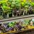 Houseplants Galore 6 thumbnail