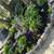 ✅AA PRO Gardening, Landscaping, Trees, Clean Ups, more. Reliable ✅ 20 thumbnail