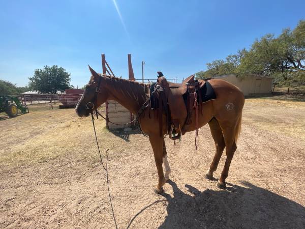 4 year old sorrel gelding 1
