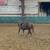 Horse Training 3 thumbnail