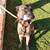 Male Belgian malinois 5 thumbnail