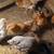 Easter Egger Pullets 3 thumbnail