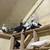 Pigeons 13 thumbnail