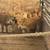 pigs 3 thumbnail