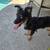 Small dog 3 thumbnail