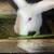 Bunnies 4 thumbnail