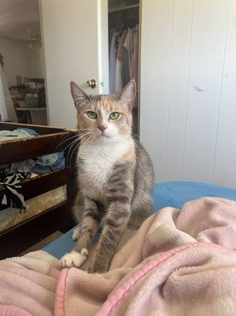 Free fixed cats (Indio)63658067340547121