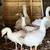 Sebastopol Goslings (Geese Babies) 2M/3F 11 thumbnail