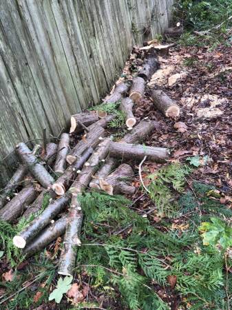 firewood 1