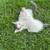 Price dropped: Socialized, Beautiful kittens 9 thumbnail