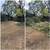 landscaping ,demolition,backyard general clean-up, haulin services,tree trimming 6 thumbnail