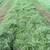 All Types of Hay for Sale - Delivery Available 2 thumbnail
