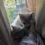 Two cats 5 thumbnail