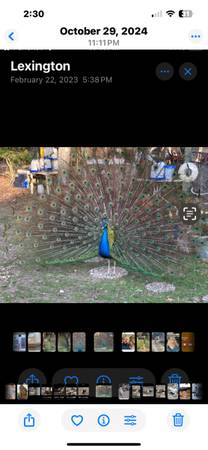 Indjia Blue Peacock and Hen 1
