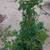 Established red rose plant 2 thumbnail