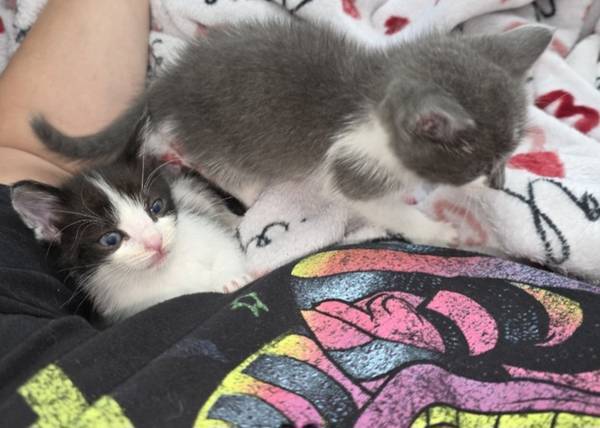 Rehoming kittens 5-6 weeks old (vallejo / benicia)63836592674177121