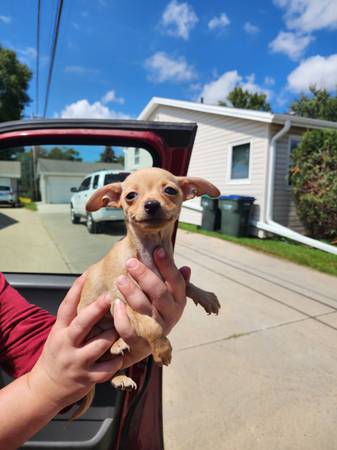 Chihuahua hembra (Tripp)63678103855491120