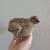 Male Coturnix Quail (2 Available) 2 thumbnail