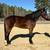 Bay QH cross 1 thumbnail