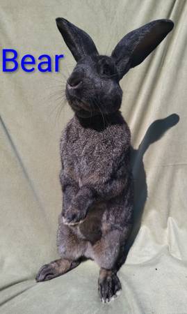 Rabbit rehoming (Arlington)63942500878211120