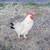 Roosters 1 thumbnail