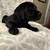 Male black labs 1 thumbnail