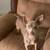 Cute dog pair 2 thumbnail
