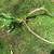 Horseradish Plant Starting Root - Health Benefits 1 thumbnail