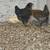 Chickens and peacocks 6 thumbnail