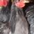 Blue Cochin Bantam pair 3 thumbnail