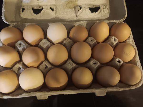 Eggs 1