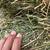 Alfalfa third cut 9 thumbnail