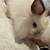 Bunnies - lionhead mixes 2 thumbnail