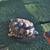 Tortoise 3 thumbnail